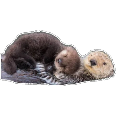 Otters