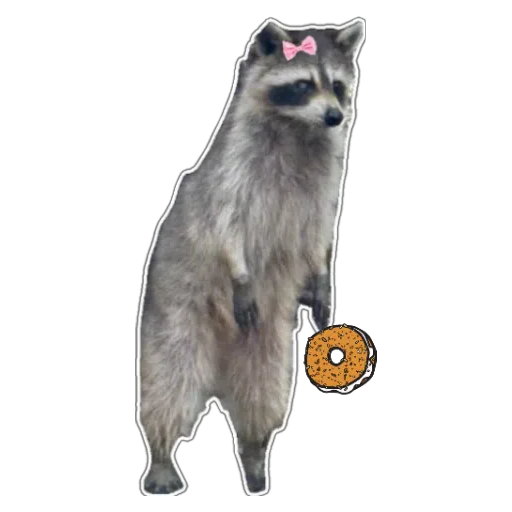 Racoon